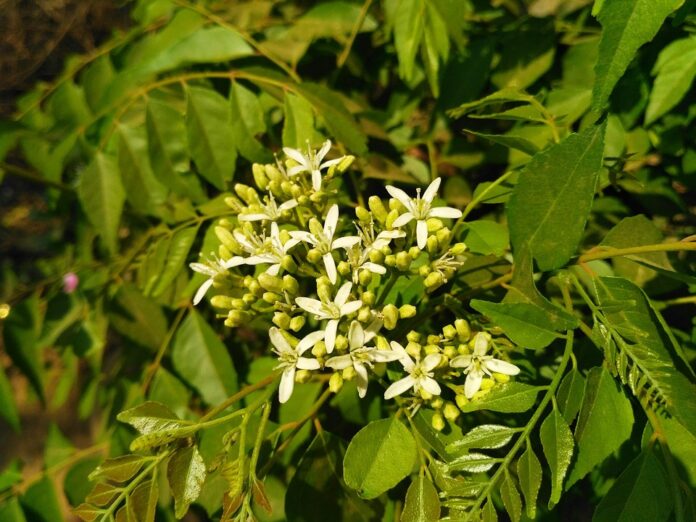 Top 10 curry leaves brands in India