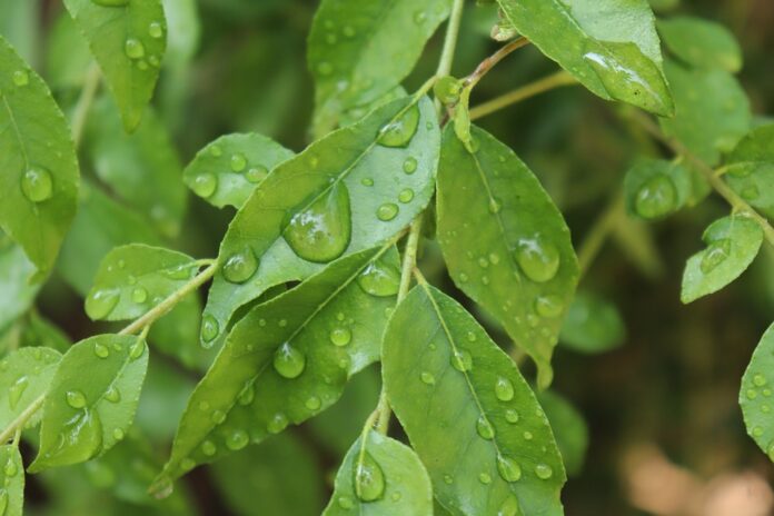 Top 10 curry leaves brands in Thailand