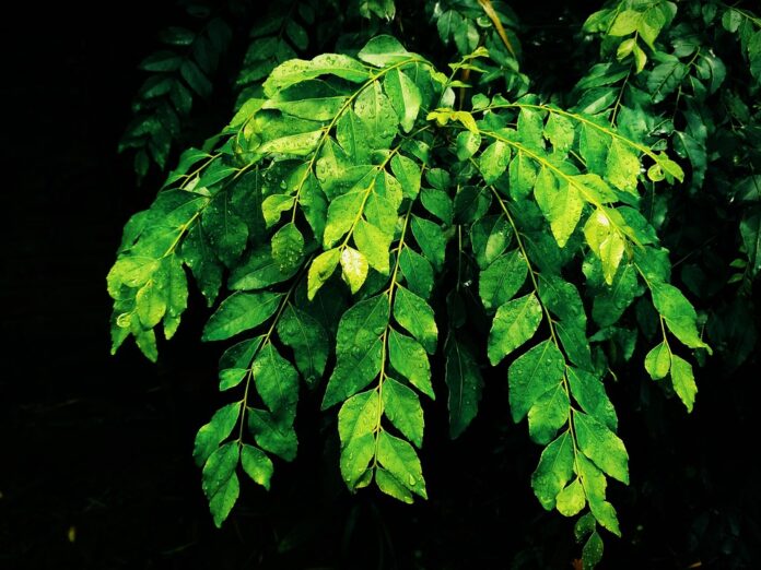 Top 10 curry leaves export companies in Myanmar