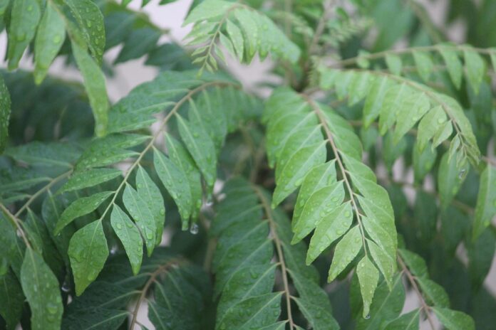 Top 10 curry leaves export companies in Thailand