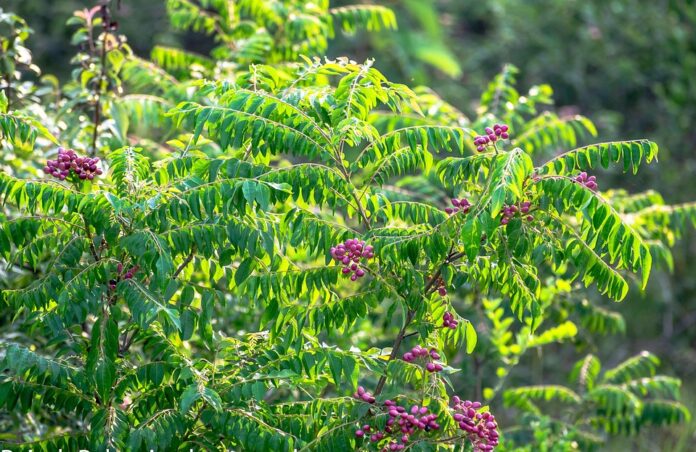Top 10 curry leaves importing countries in the world in 2025