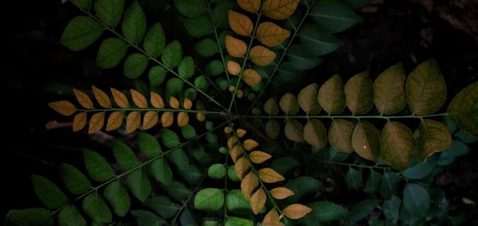 Top 10 curry leaves producing countries in the world in 2025