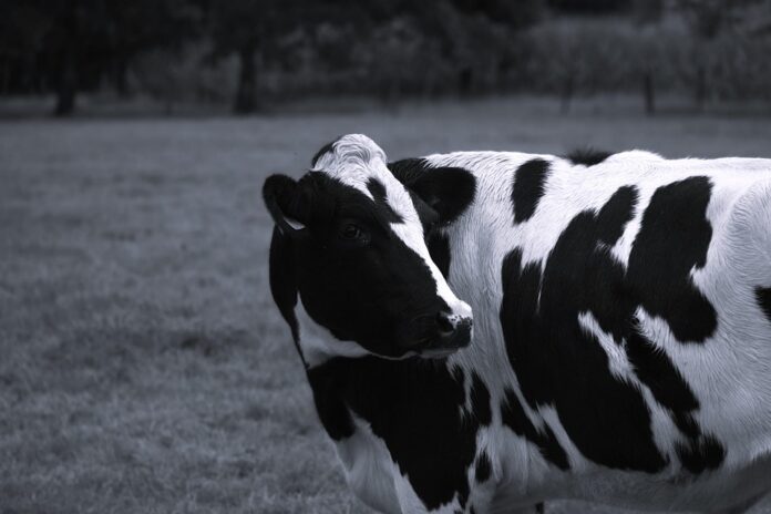 Top 10 dairy drinks packaging export companies in France