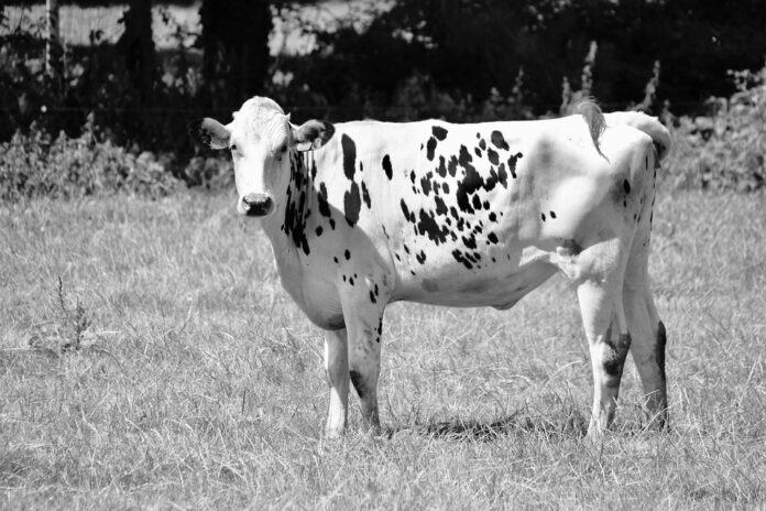 Top 10 dairy drinks packaging exporting countries in 2025