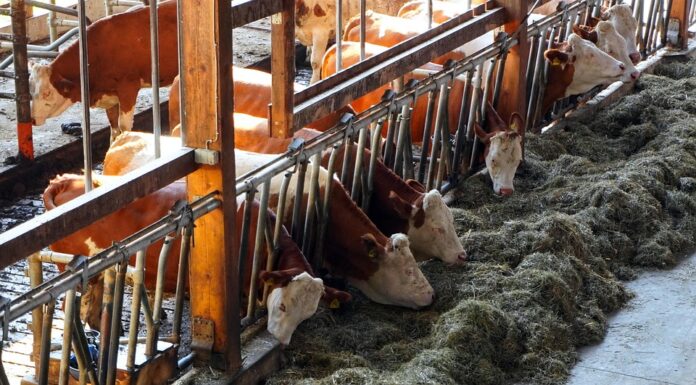 Top 10 dairy drinks packaging import companies in Brazil
