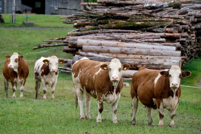 Top 10 dairy packaging export companies in France