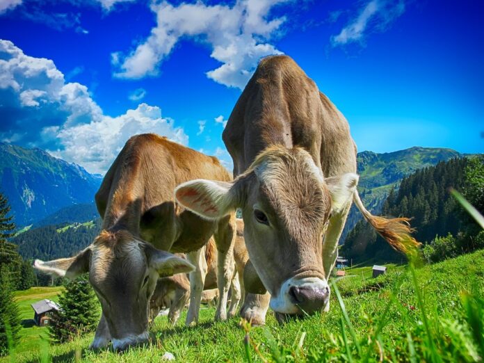 Top 10 dairy packaging export companies in United Kingdom