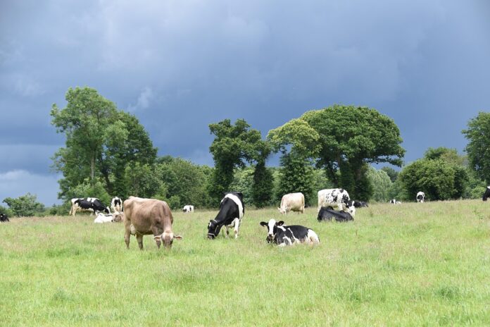 Top 10 dairy packaging exporting countries in 2025