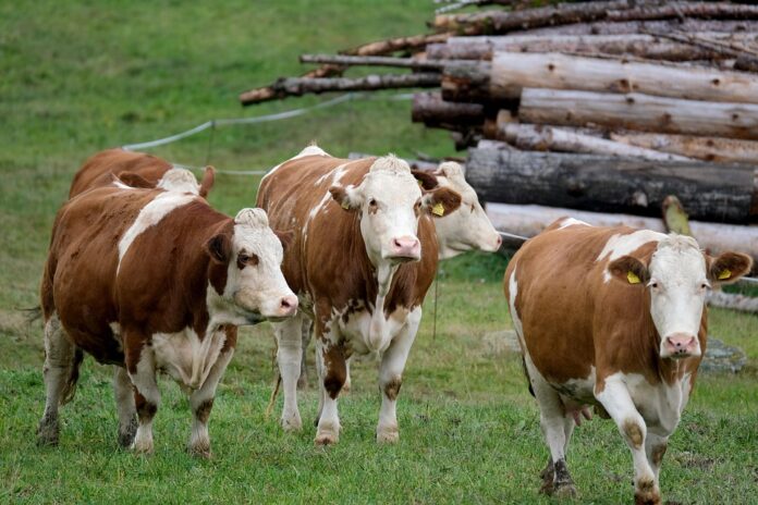 Top 10 dairy packaging import companies in Brazil