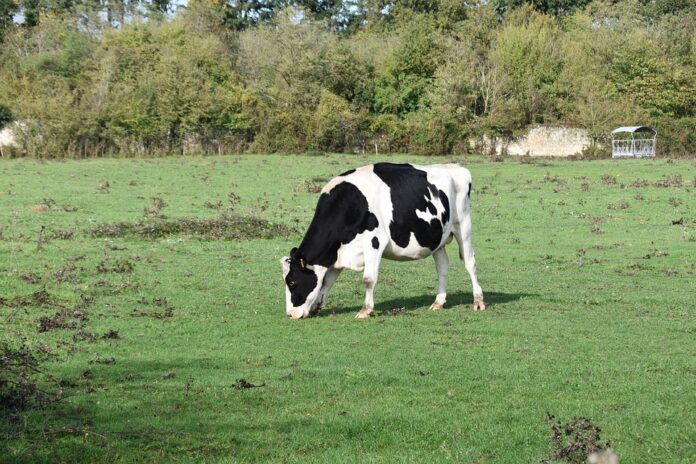 Top 10 dairy packaging import companies in China