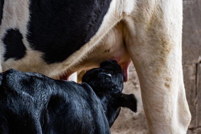 Top 10 dairy packaging import companies in France