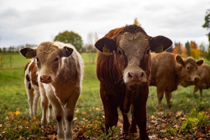 Top 10 dairy packaging import companies in Thailand