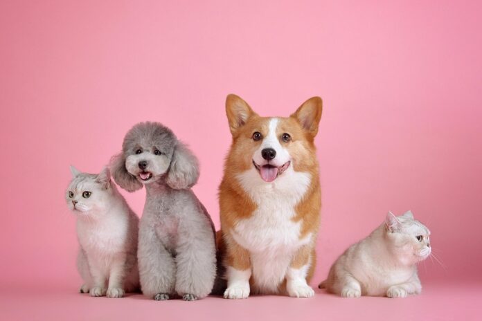 Top 10 dental chews producing countries in the world in 2025