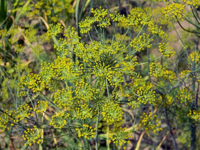 Top 10 dill brands in Iran