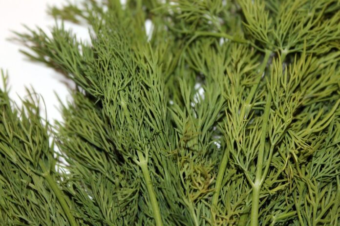 Top 10 dill brands in Turkey