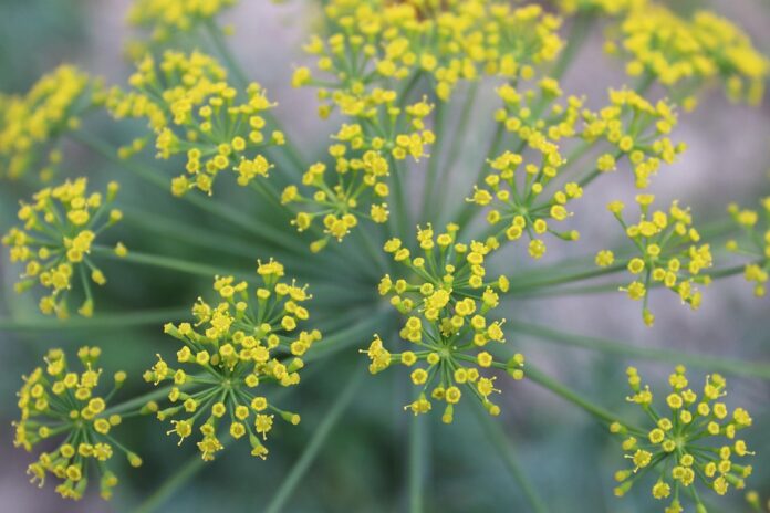 Top 10 dill brands in the United States