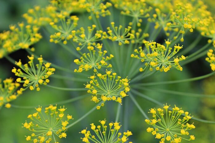 Top 10 dill export companies in Bulgaria