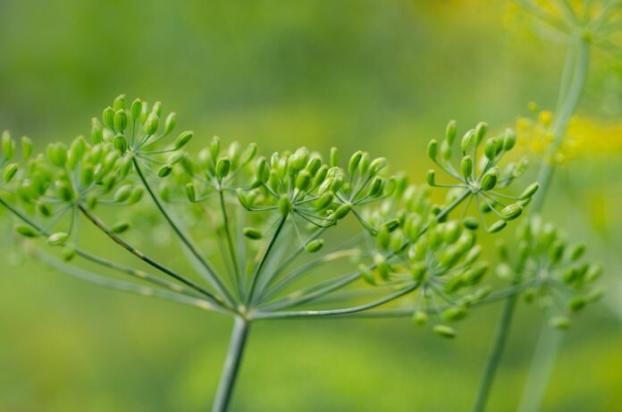 Top 10 dill export companies in India