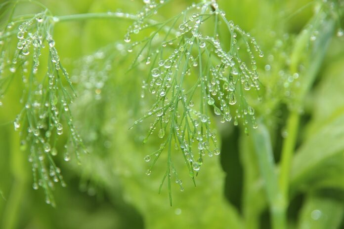 Top 10 dill export companies in Iran