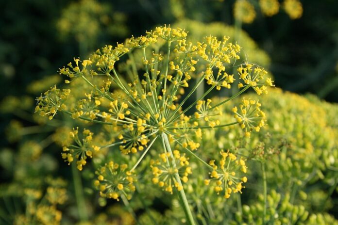 Top 10 dill export companies in Poland