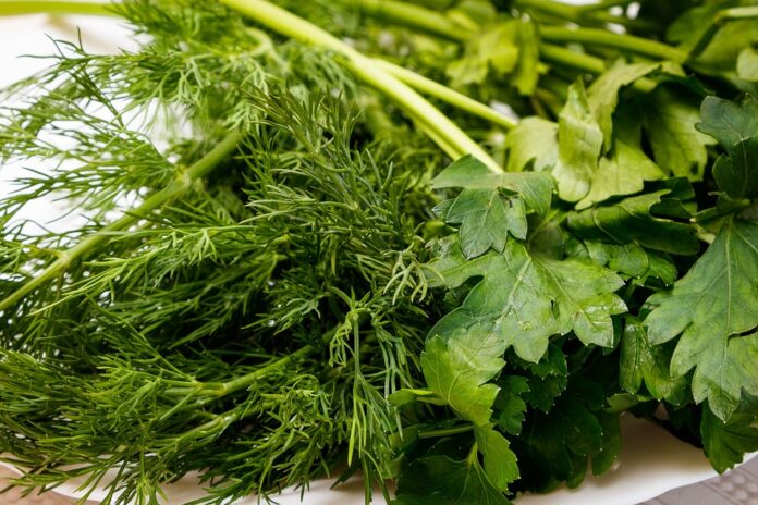 Top 10 dill export companies in Turkey