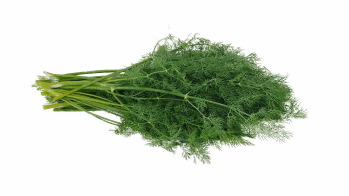 Top 10 dill import companies in Brazil