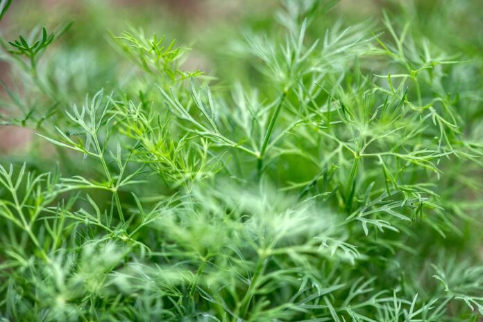 Top 10 dill import companies in Canada