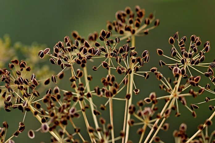 Top 10 dill import companies in Saudi Arabia