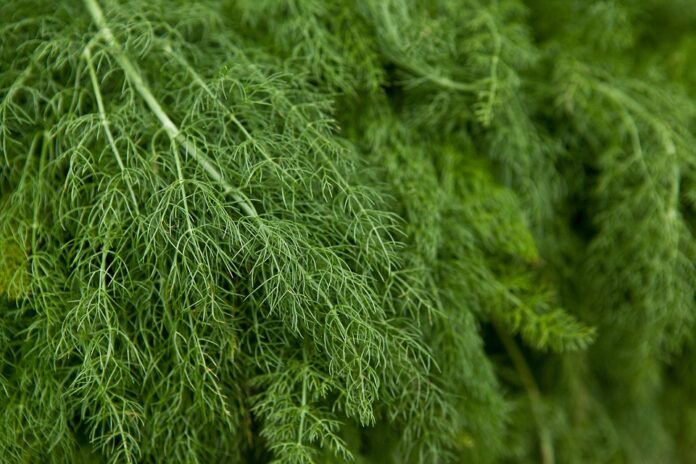 Top 10 dill import companies in South Korea