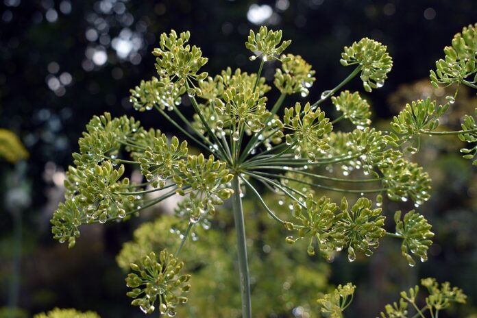 Top 10 dill import companies in the Netherlands