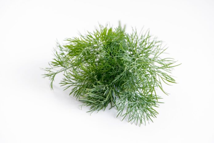 Top 10 dill import companies in the United Kingdom