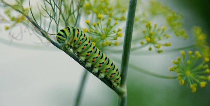 Top 10 dill producing countries in the world in 2025