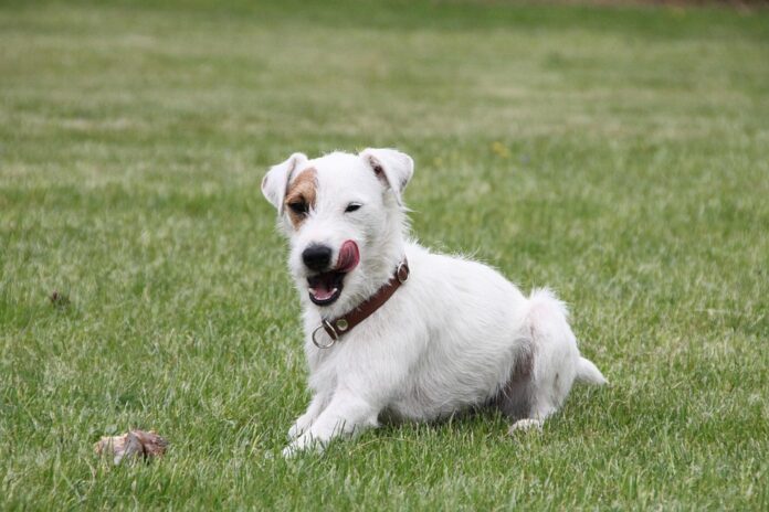 Top 10 dog food producing countries in the world in 2025