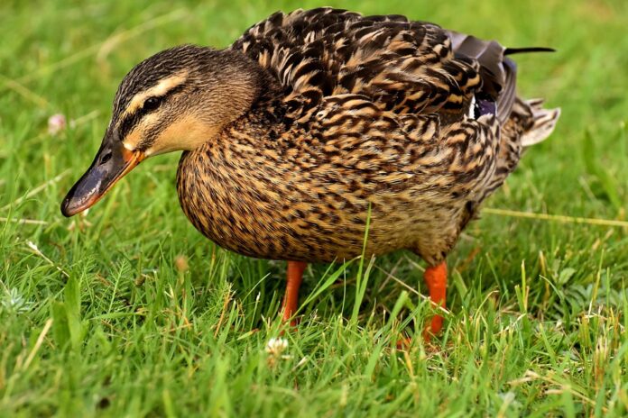Top 10 duck food brands globally in 2025
