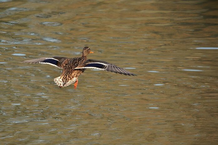 Top 10 duck food exporters globally in 2025