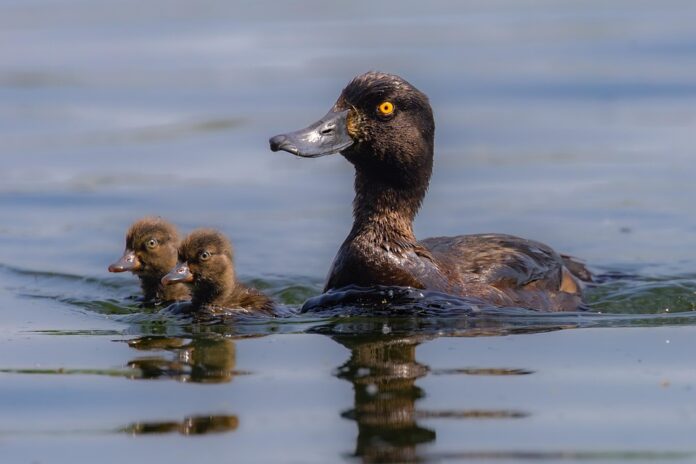 Top 10 duck food importers globally in 2025