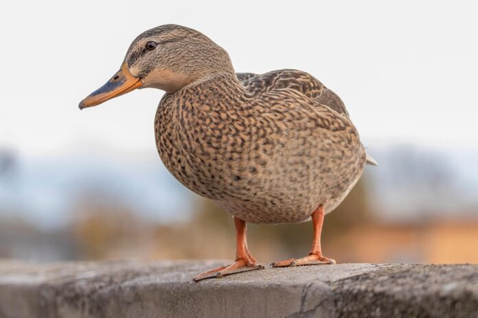 Top 10 duck food producers in Brazil