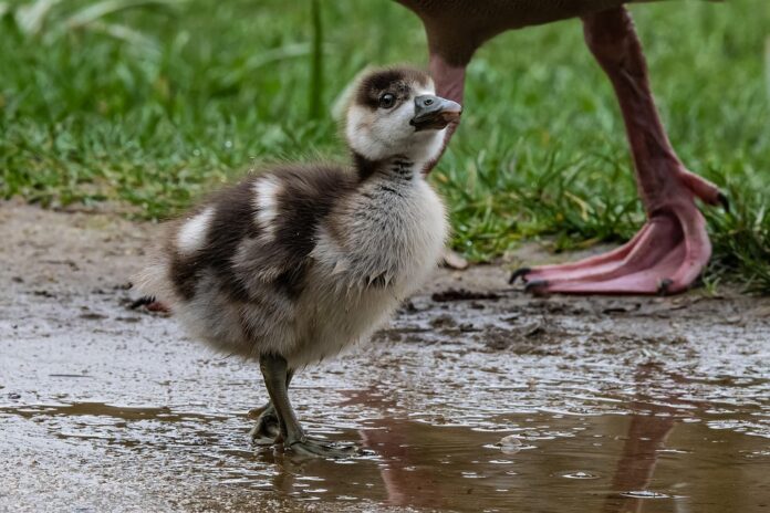 Top 10 duck food producers in China