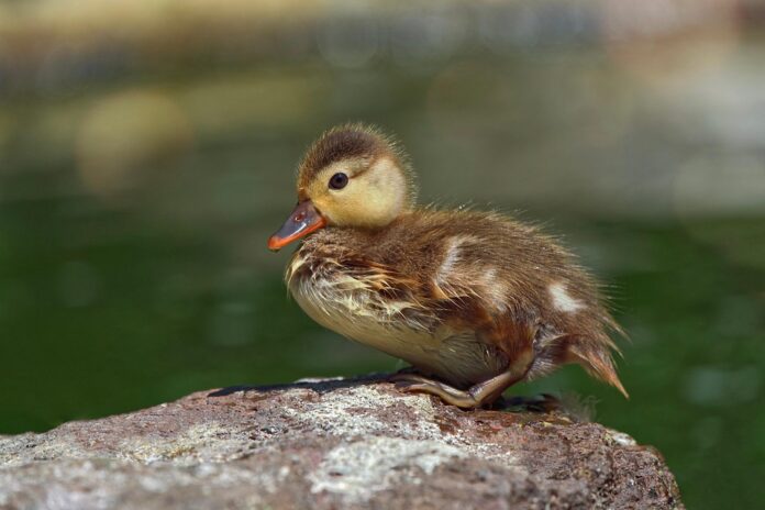 Top 10 duck food producers in Thailand