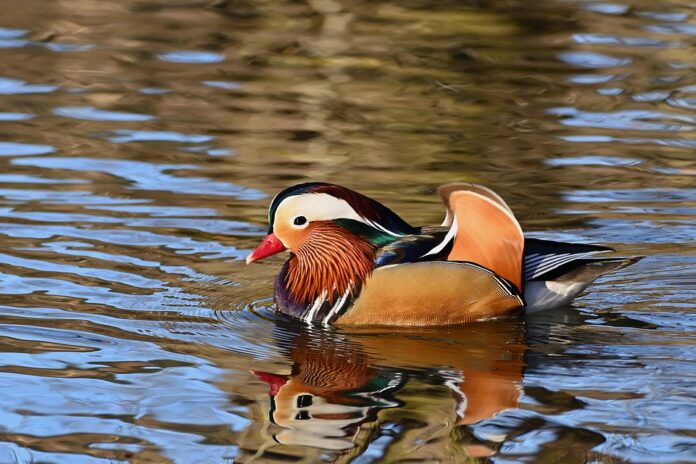 Top 10 duck food producers in the United Kingdom