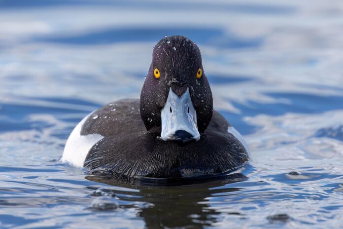 Top 10 duck food producers in the United States