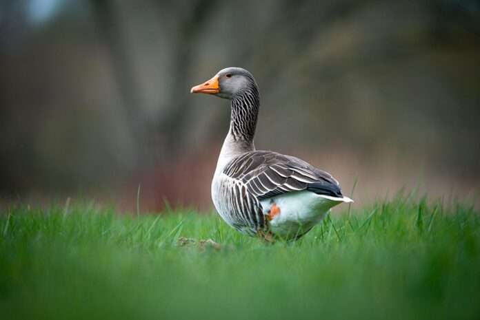 Top 10 duck food producing countries in the world in 2025