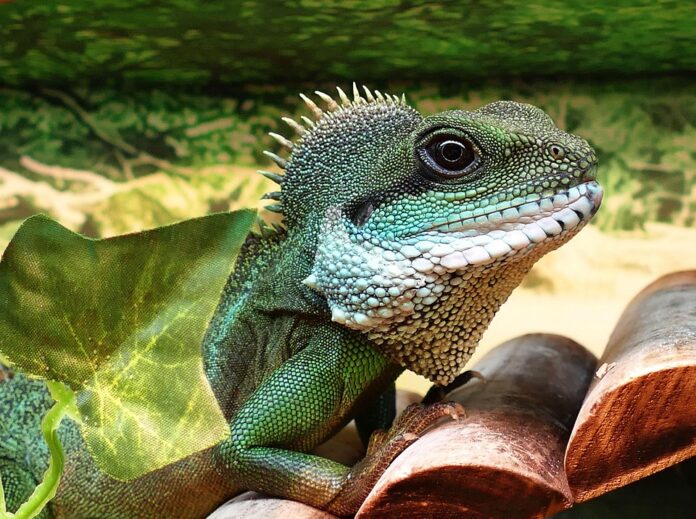 Top 10 exotic pet food brands globally in 2025