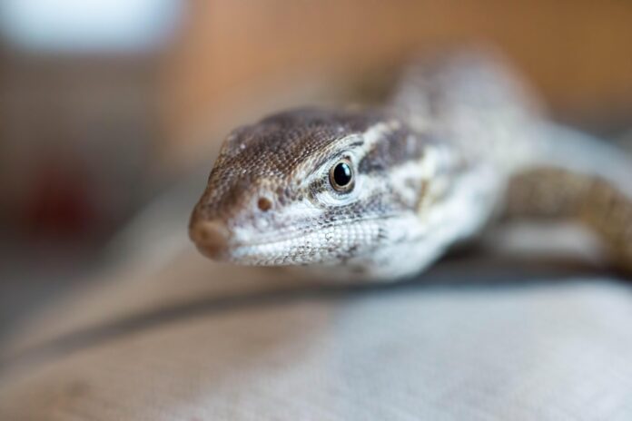 Top 10 exotic pet food importers globally in 2025