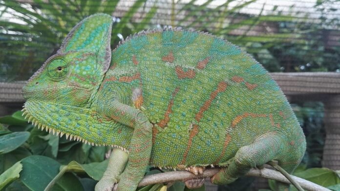 Top 10 exotic pet food producers in Brazil