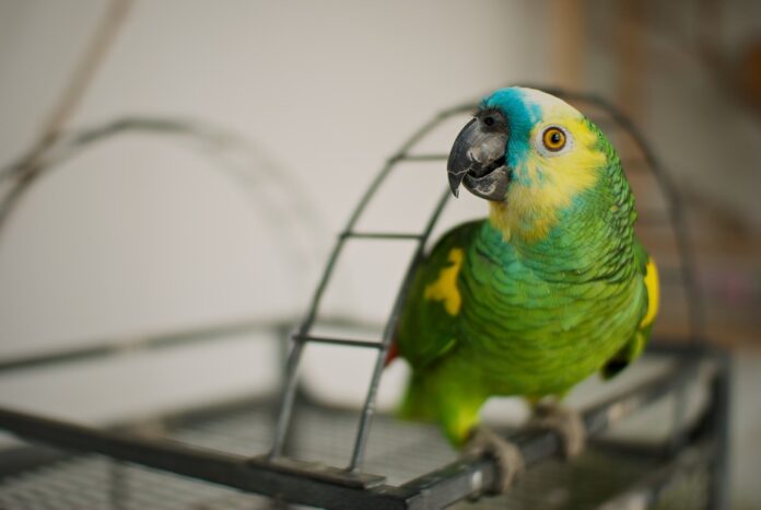 Top 10 exotic pet food producers in Germany