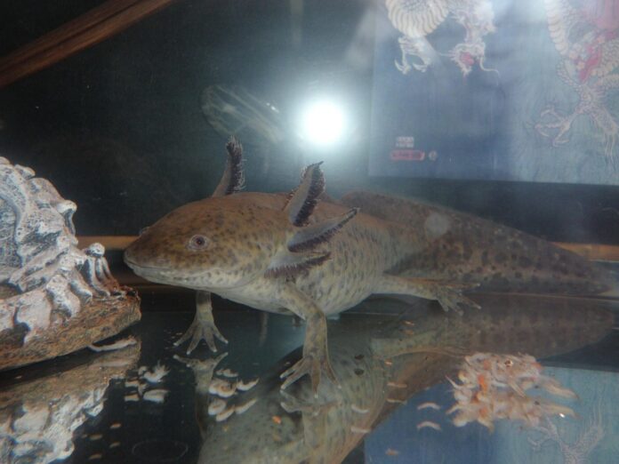 Top 10 exotic pet food producers in the United Kingdom