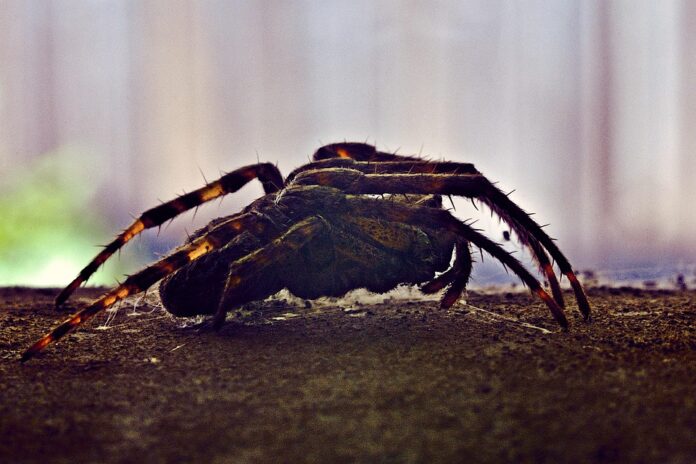Top 10 exotic pet food producers in the United States