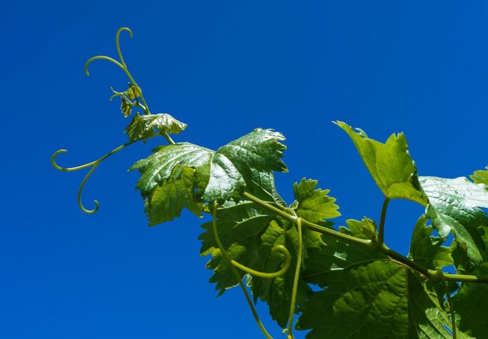 Top 10 fastest growing merlot wine brands in 2025