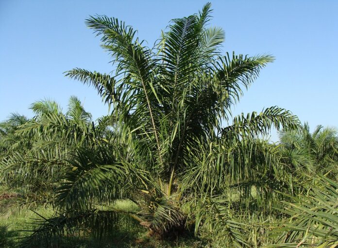 Top 10 fastest growing palm oil brands in 2025